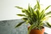 Good Plants For The Indoors