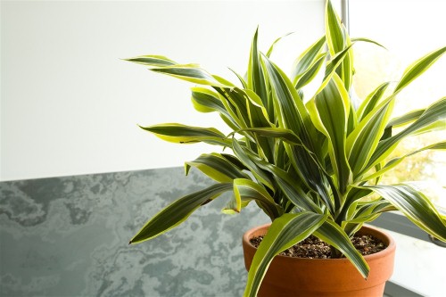 Good plants for the indoors